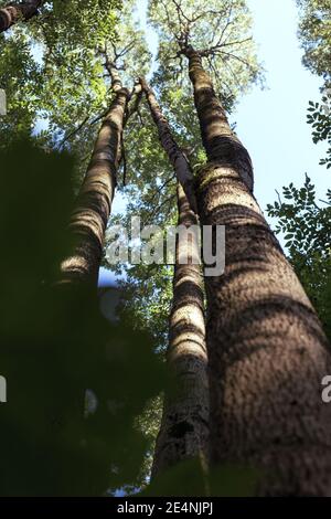 Manchurian hazelnut tree leaves. Tree trunk. Dense thickets Stock Photo