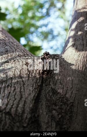 Manchurian hazelnut tree leaves. Tree trunk. Dense thickets Stock Photo