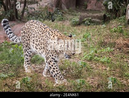 Persian leopard. Animals in the wild life Stock Photo