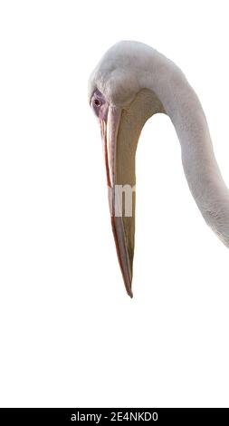 Pelican head isolated on white background. Beautiful bird with a beak. Stock Photo