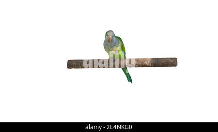 Parrot is isolated on white background, beautiful green parrot sitting on a branch, exotic bird. Stock Photo
