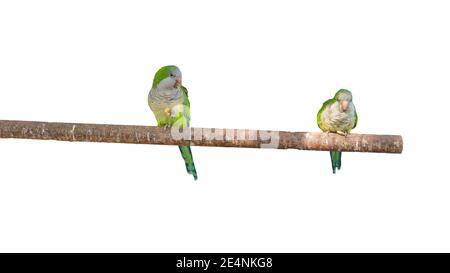 Parrots on a branch, small exotic parrots sit on a dry branch of a tree on a white isolated background. Green birds. Stock Photo