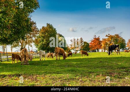 Farm animal grazing on green pasture Stock Photo