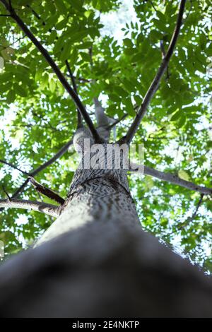 Manchurian hazelnut tree leaves. Tree trunk. Dense thickets Stock Photo