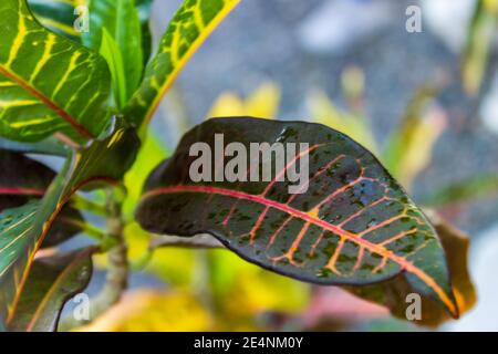 Closeup of the rain dampened leaf of a variegated laurel, codiaeum variegatum, pink and yellow veins stand out against the dark green leaf. Stock Photo