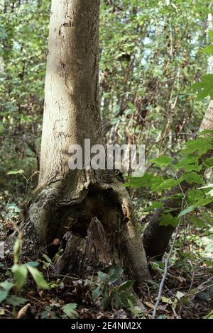 Manchurian hazelnut tree leaves. Tree trunk. Dense thickets Stock Photo