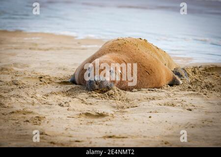 NZ Fur Seallazing on sand sunning s on Catlins beach. South Island, New Zealand. Stock Photo
