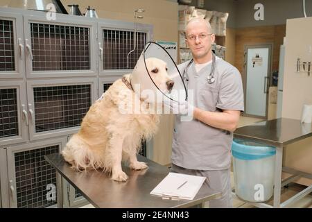 Purebred dog in medical collar sitting on the table while veterinarian examining it at clinic Stock Photo
