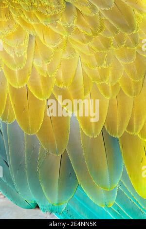 Military macaw (Ara militaris) feathers, close-up, Costa Rica, Stock Photo