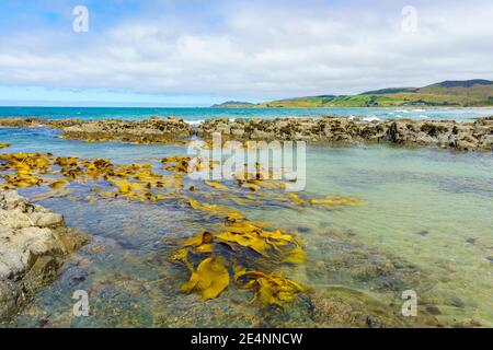 Giant bull kelp floating in shallows of rockpools on coast of Catlins area in Sout Island New Zealand. Stock Photo