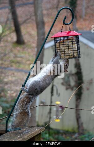 Squirrel hanging upside-down eating from a suet bird feeder Stock Photo