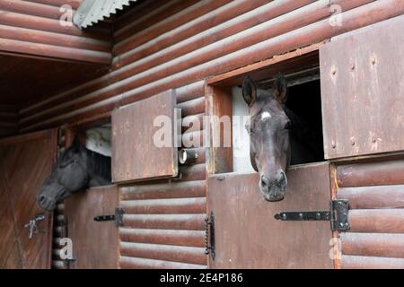 Two horse Looks through window wooden door stable waiting for ride regular morning training Stock Photo