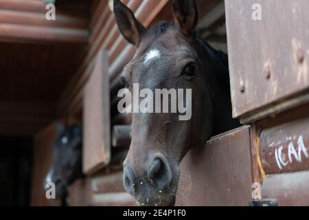 Two horse Looks through window wooden door stable waiting for ride regular morning training Stock Photo