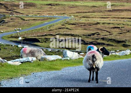 Spectacular photo of the winding roads of County Mayo Ireland with sheep and rams walking in the road. Stock Photo