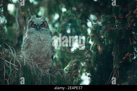 Close up of a great-horned baby owl perched in a tree Stock Photo