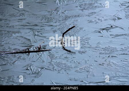 Tree branches with dry leaves frozen on top of local river in semi transparent ice texture on cold winter day background wallpaper Stock Photo