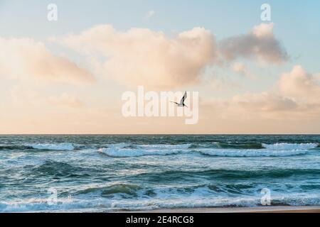 Stormy sea, beautiful cloudy sky and flying pelican. Pacific ocean, California Stock Photo