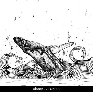 Whale jumping out of the sea waves. Vector hand drawn illustration. Monochrome drawing isolated on white background Stock Vector