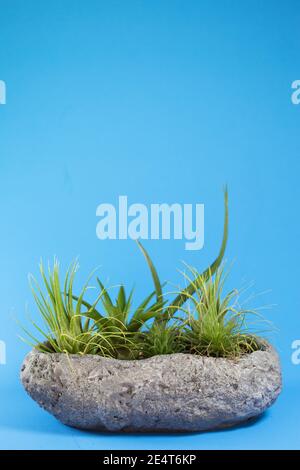 Tillandsia (air plants) in a container. Stock Photo