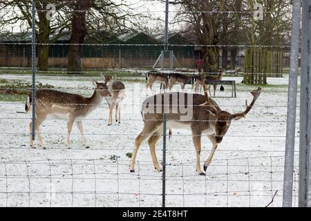 Deers looking for food in snow LOndon Stock Photo