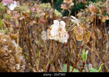 Dried stem and brown Hydrangeaceae flowers heads in winter Stock Photo