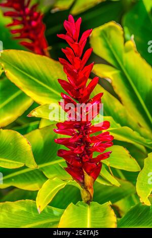 Red Ginger Pine Cone Ginger Green Leaves Moorea Tahiti French Polynesia.  Native to Malaysia, now all over the tropics Stock Photo