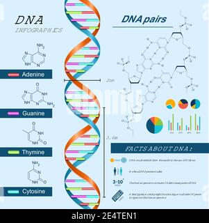 DNA scientific research infographics set with charts and diagrams vector illustration Stock Vector