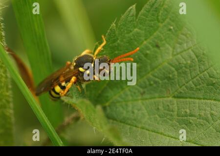 A female Gooden's nomad bee, Nomada gooedniana, hiding between leafs Stock Photo
