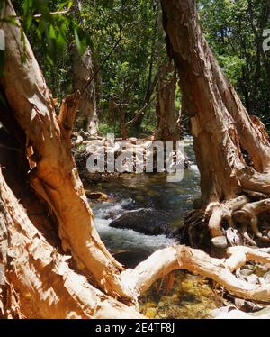 Paperbark forest at Mick's Creek, near Second Beach, Yarrabah, near Cairns, Australia Stock Photo