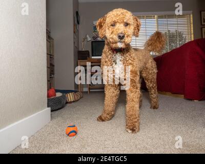 Labrador toy shop poodle mix