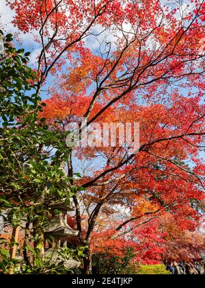 Kyoto, NOV 24, 2017 - Beautiful fall color of Jojakko-Ji Stock Photo
