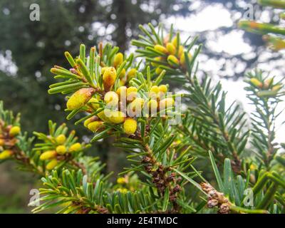 Eastern white pine (Pinus strobus) is a large pine native to eastern North America. Stock Photo