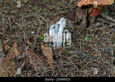 Ghost Pipe on the Forest Floor in Killarney Provincial Park in Ontario Stock Photo