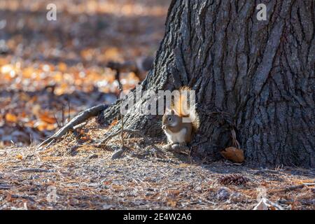 The American red squirrel (Tamiasciurus hudsonicus) in the park eats sunflower seeds Stock Photo