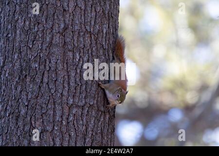 The American red squirrel (Tamiasciurus hudsonicus) in the park eats sunflower seeds Stock Photo