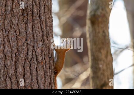 The American red squirrel (Tamiasciurus hudsonicus) in the park eats sunflower seeds Stock Photo