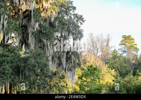 Spanish moss on live oak in South Carolina Low Country at sunset - epiphyte Tillandsia usneoides - Deep South epiphytic plants - southern foliage Stock Photo