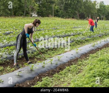 People working at a large community garden to produce food for the Worcester Food Bank Stock Photo