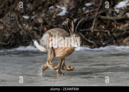 Hare running on frozen pond. Wild animal in nature Stock Photo