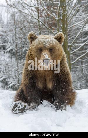 Close-up brown bear sitting in a funny pose in winter forest. Danger animal in nature habitat. Big mammal. Wildlife scene Stock Photo