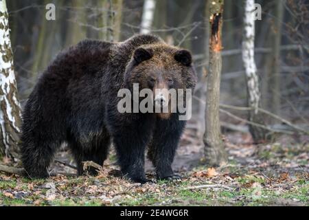 Bear In Autumn Forest. Ursus Arctos, Fall Colours. Dangerous Animal In 