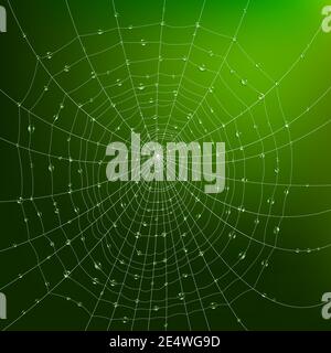 Realistic spider web with water drops on green background vector illustration Stock Vector