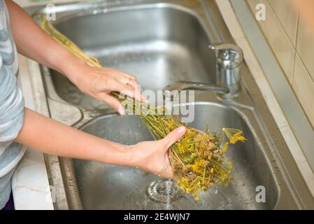 Woman washing dried dill flowers before using them Stock Photo