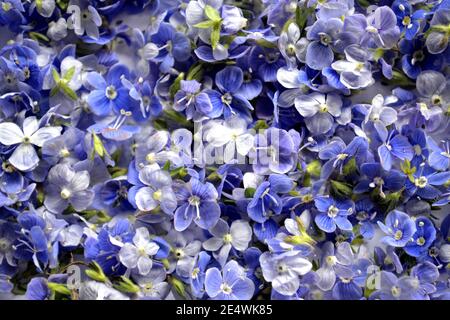 Pile of Blue Germander speedwell also known as Veronica chamaedrys or bird's eye speedwell or cat's eye Stock Photo