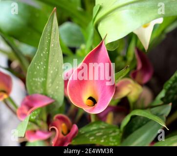 Pink calla lily flowers. Zantedeschia aethiopica or arum lily, Araceae. Blooming natural botanical plant garden. Stock Photo