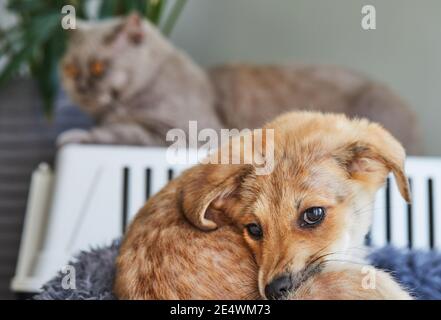 A cute white ginger puppy is lying on its bed with a British cat in the background Stock Photo