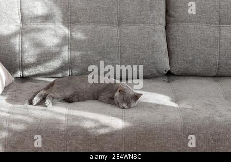 Young British Shorthair Cat sleeping on a grey couch. Sunlight from the window creates a shadow on the sofa. Stock Photo