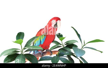 Ara parrot (Scarlet Macaw) sits on a branch among tropical leaves.  Exotical border with plants of jungle and Ara macao. Copy space for text. Isolated Stock Photo