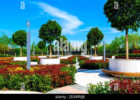Wooden, circular, brown benches around young standard trees growing in large round containers, placed between bushes. Stock Photo