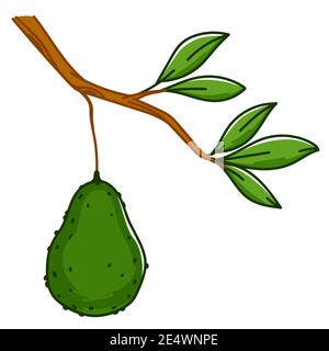 Avocado vegetable hanging on tree branch vector Stock Vector